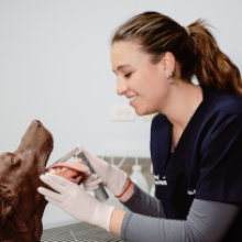 medicina veterinaria udla clínica veterinaria