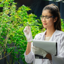 diplomado-internacional-uso-terapeutico-del-cannabis-adquirir-conocimientos