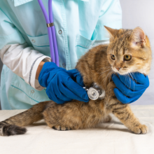 manejo-integral-del-paciente