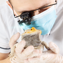 diagnostico-clínico-avanzado