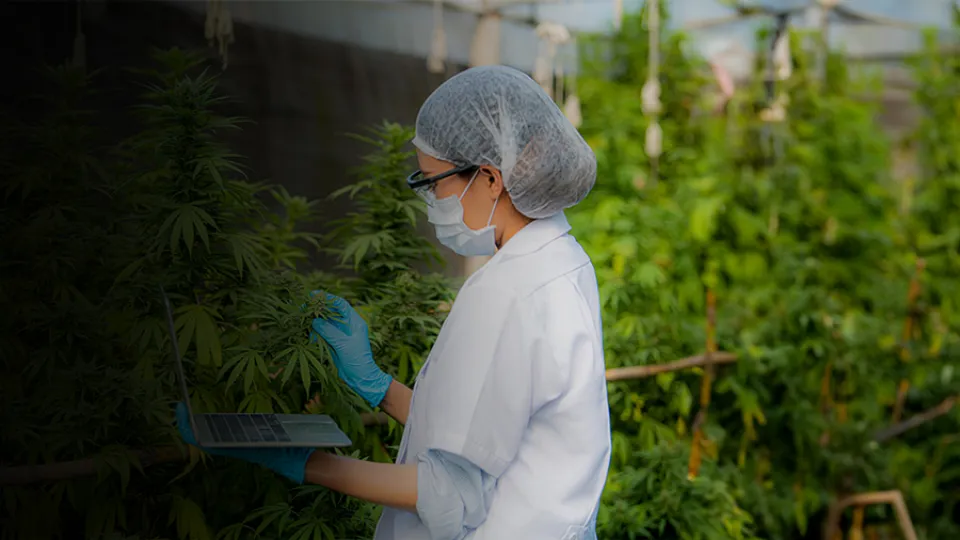 Uso Terapéutico de Cannabis