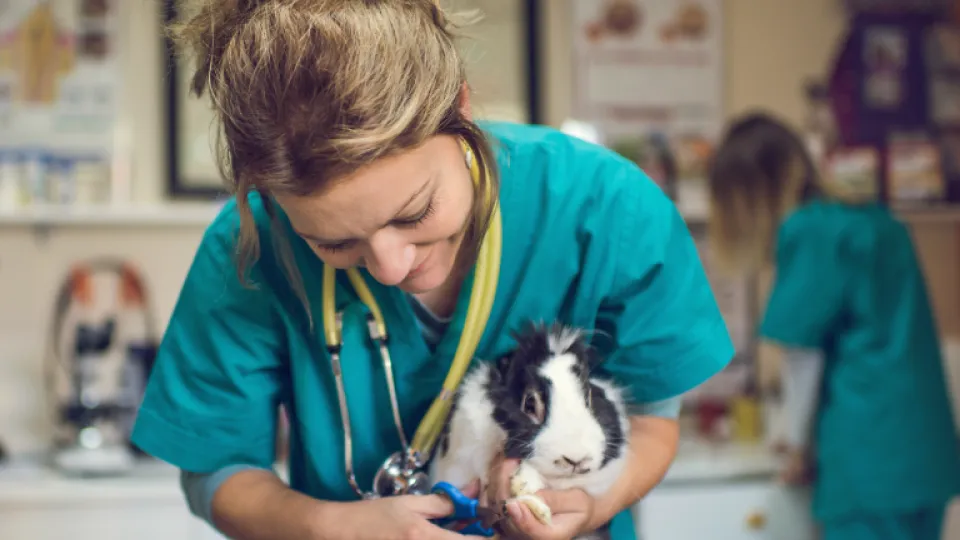 maestria-en-medicina-veterinaria-con-mencion-en-clinic-y-cirugia-de-pequenas-especies